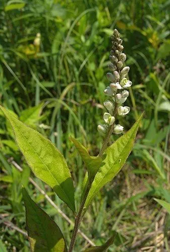 Seneca snakeroot (Polygala senega, Sp. pl. 2:704. 1753)