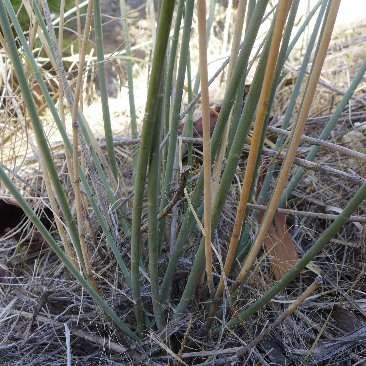 Rush milkweed (Asclepias subulata, A.P.de Candolle, Prodr. 8: 571 (1844))