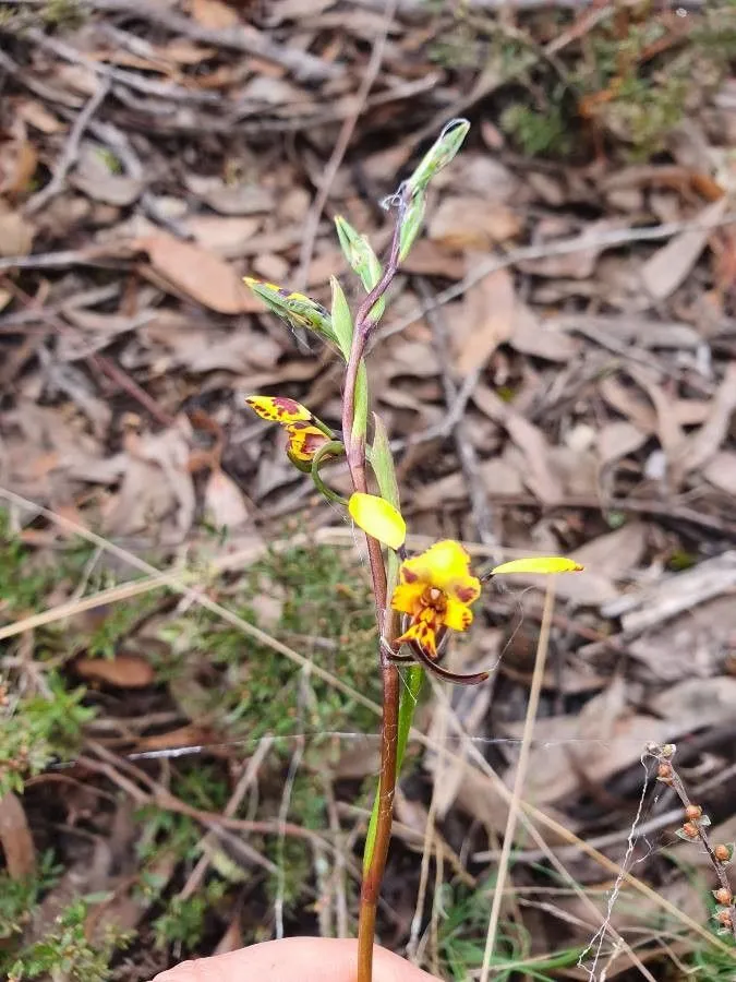 Leopard orchid (Diuris pardina, Gen. Sp. Orchid. Pl.: 507 (1840))