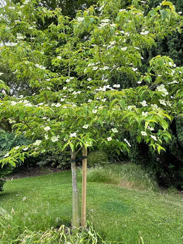 Japanese flowering dogwood (Cornus kousa, J. Linn. Soc., Bot. 13: 105 (1873))