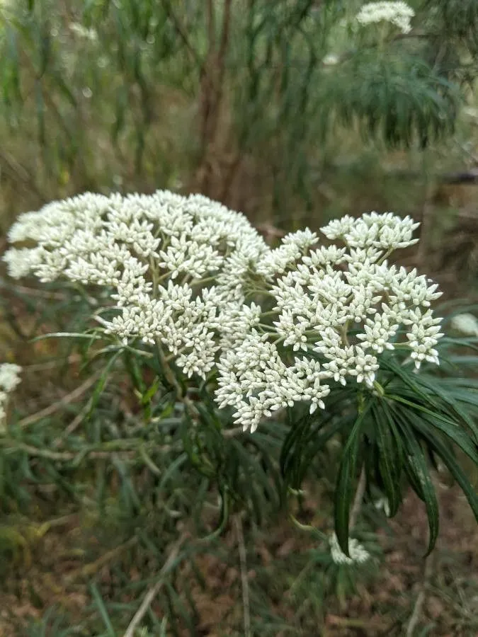 Australian tauhinu (Cassinia aculeata, Observ. Compositae: 127 (1817))