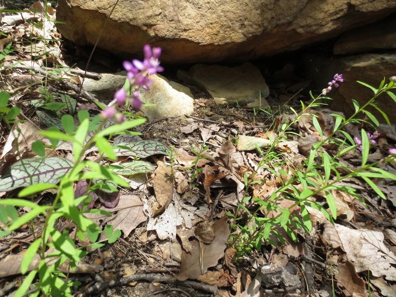 Bitter milkwort (Polygala polygama, Fl. carol. 179. 1788)