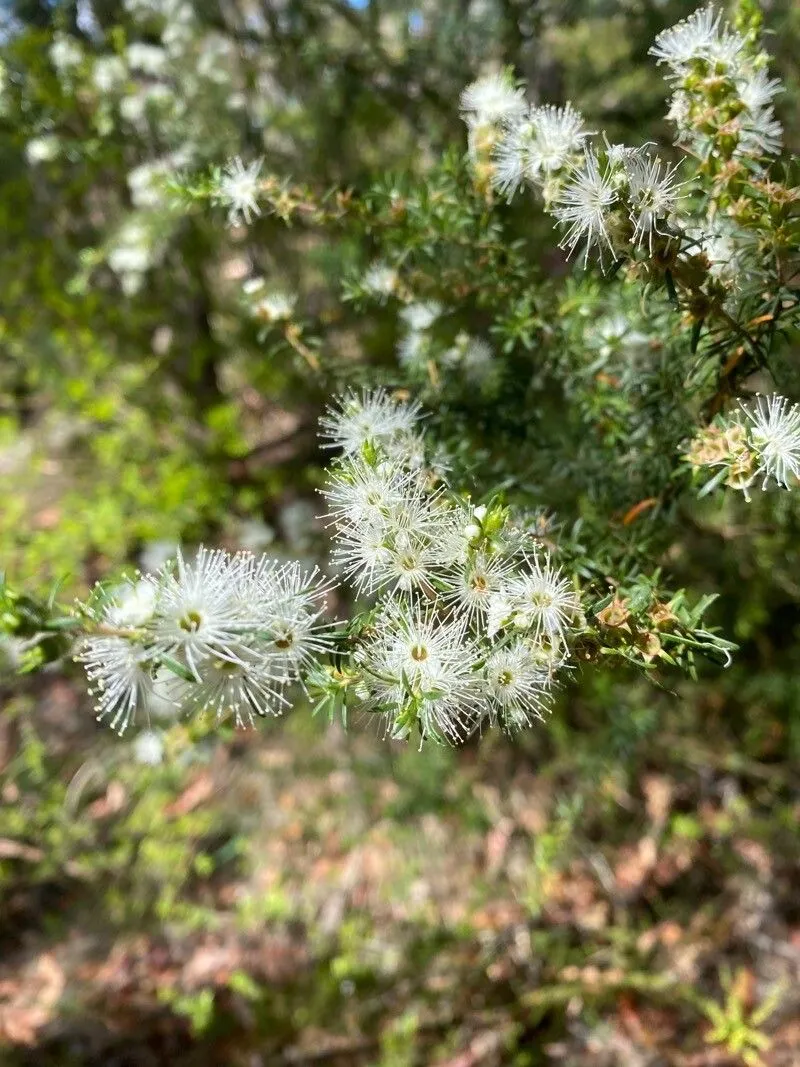 Tickbush (Kunzea ambigua, Rep. Bot. Soc. Exch. Club Brit. Isles 1916: 629 (1917))