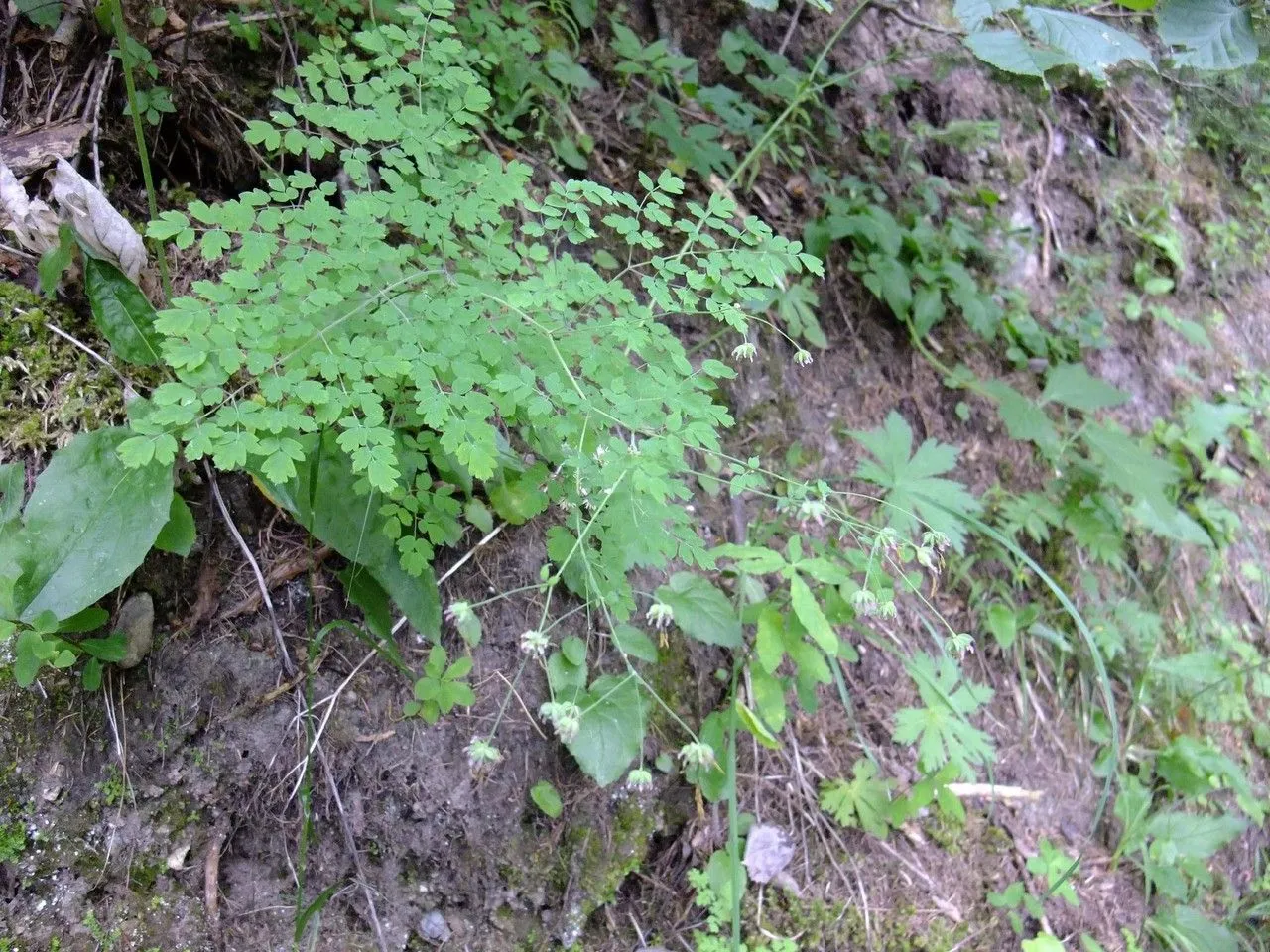 Stinking meadow-rue (Thalictrum foetidum, Sp. Pl.: 545 (1753))