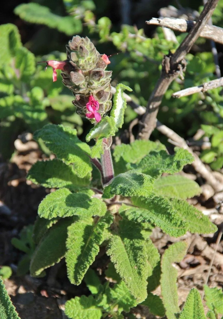 Hummingbird sage (Salvia spathacea, Pittonia 2: 236 (1892))