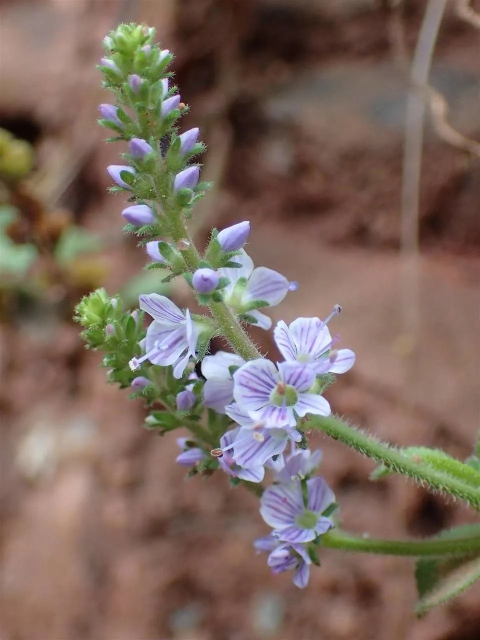 Heath speedwell (Veronica officinalis, Sp. Pl.: 11 (1753))