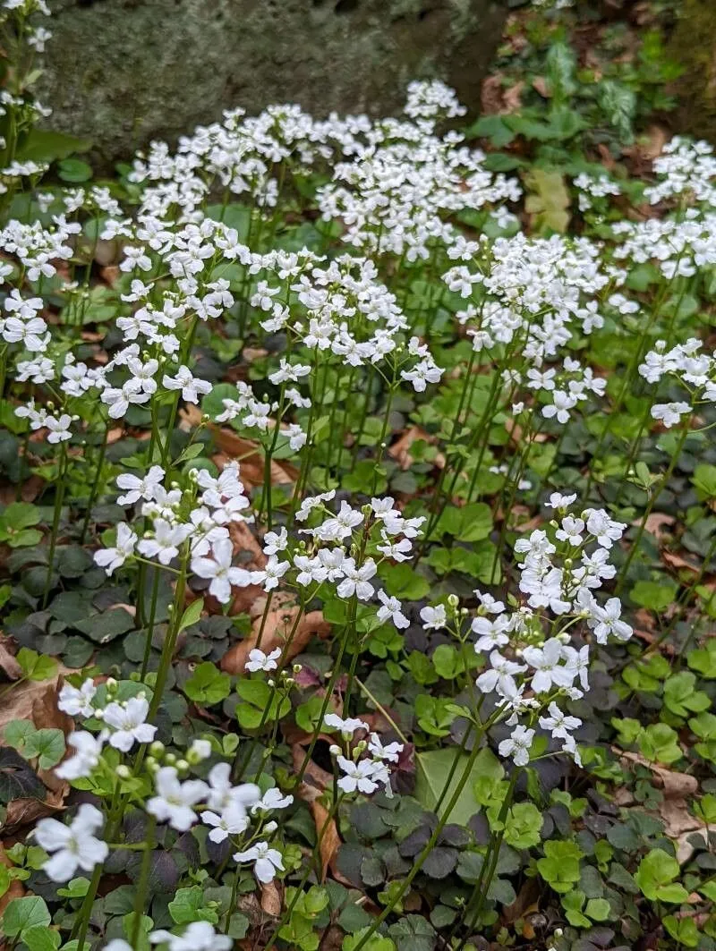 Three-leaved bittercress (Cardamine trifolia, Sp. Pl.: 654 (1753))