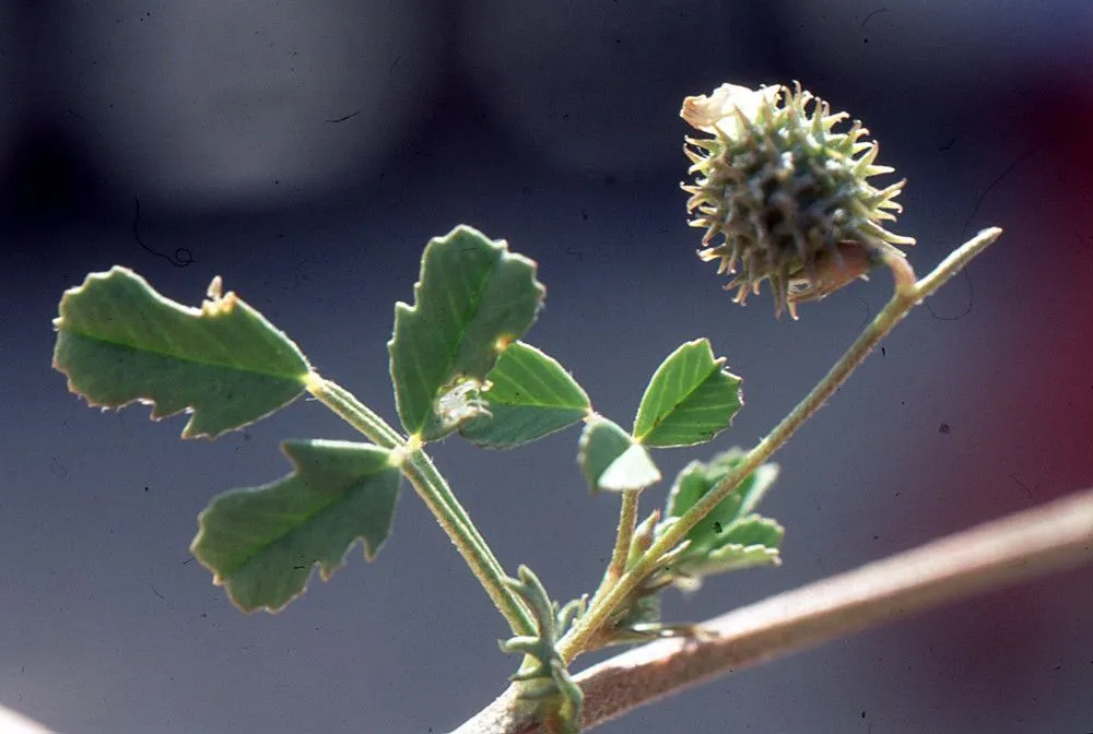 Tattered medick (Medicago laciniata, Gard. Dict. ed. 8: n.º 5 (1768))