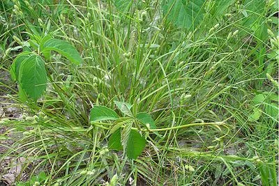 Fuzzy wuzzy sedge (Carex hirsutella, Bull. Torrey Bot. Club 50: 349 (1923))