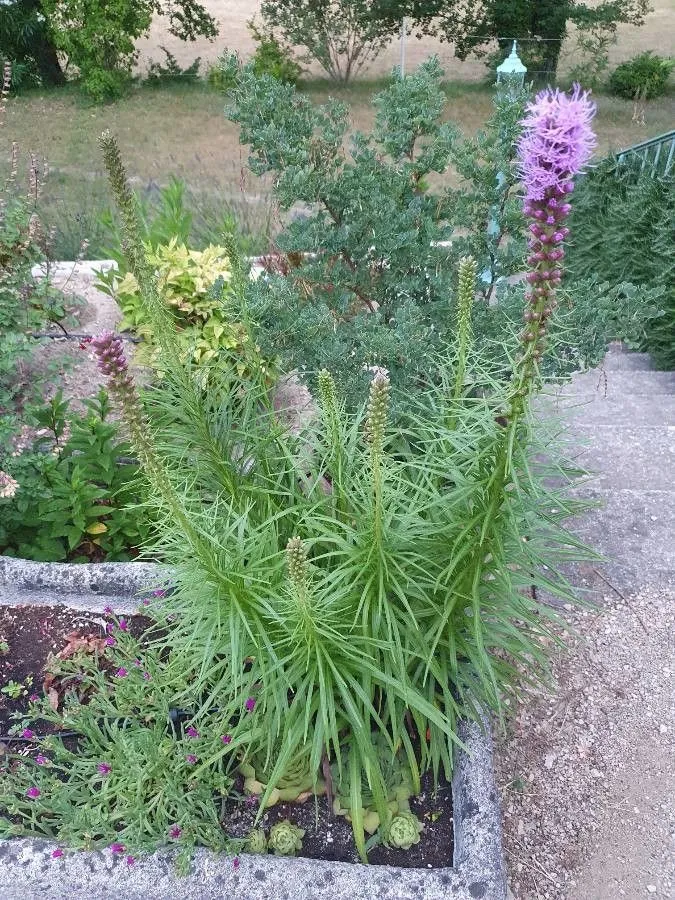 Tall blazing star (Liatris aspera, Fl. Bor.-Amer. 2: 92 (1803))