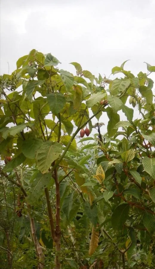 Tree-tomato (Solanum betaceum, Anales Hist. Nat. 1:44. 1799)