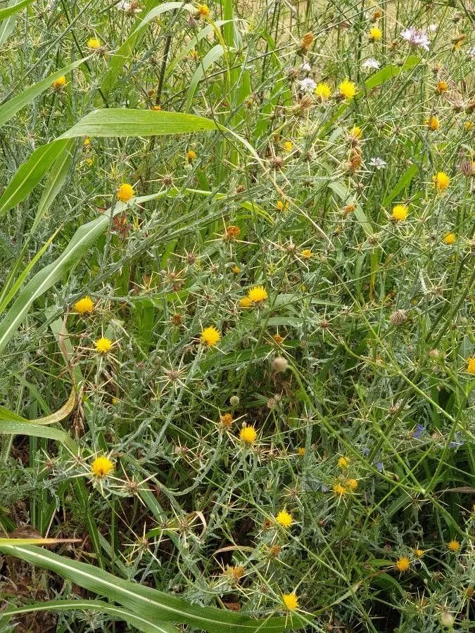 Golden star thistle (Centaurea solstitialis, Sp. Pl.: 917 (1753))