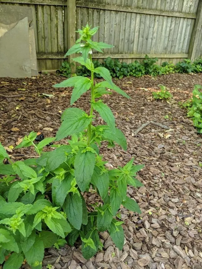 Indian-tobacco (Lobelia inflata, Sp. Pl.: 931 (1753))