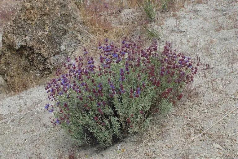 Purple sage (Salvia dorrii, Ill. Fl. Pacific States 3: 639 (1951))