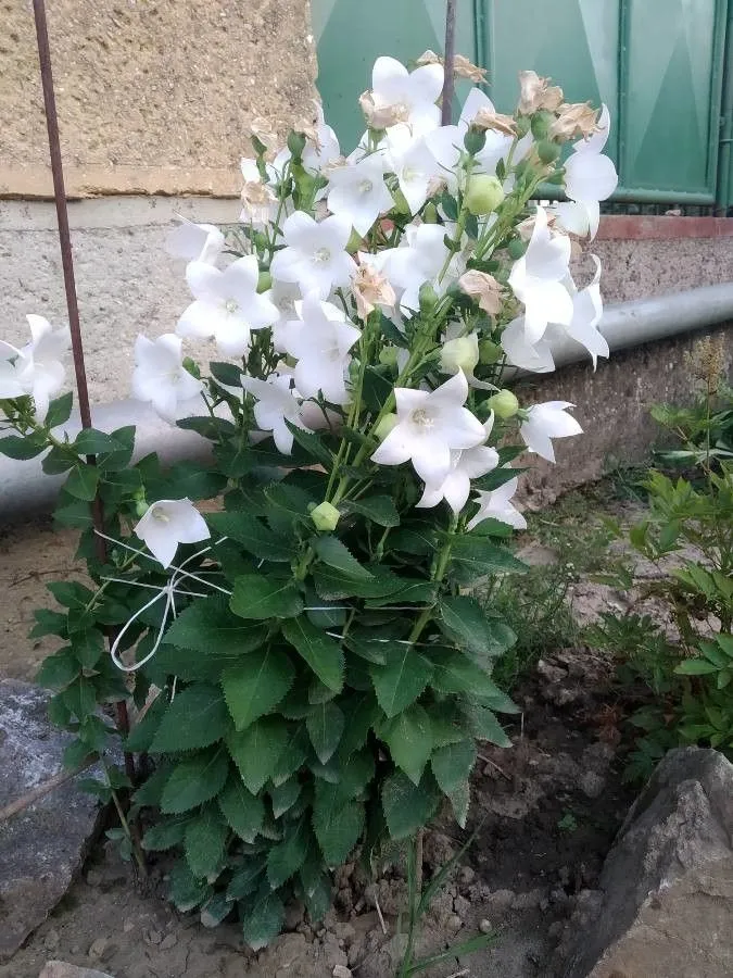 Balloon-flower (Platycodon grandiflorus, Monogr. Campan.: 125 (1830))