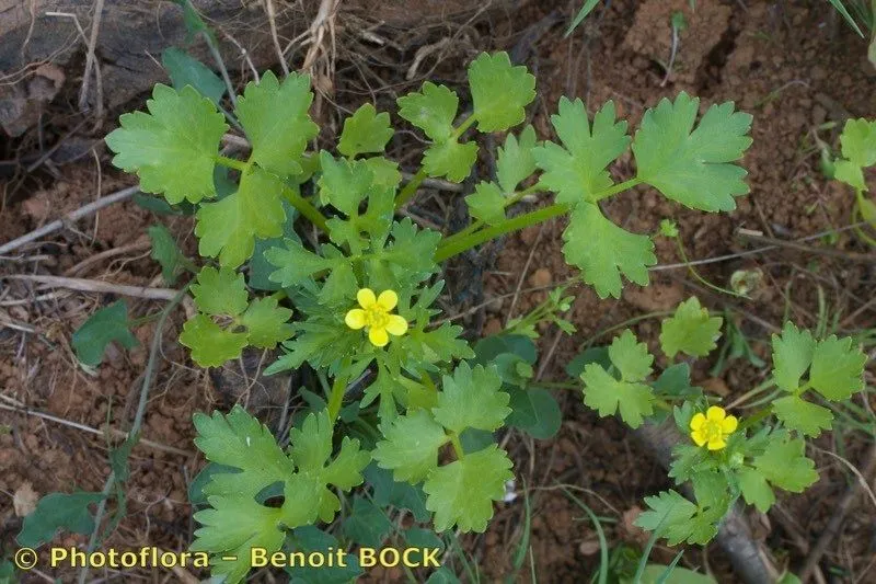 Threelobe buttercup (Ranunculus trilobus, Fl. Atlant. 1: 437 (1798))