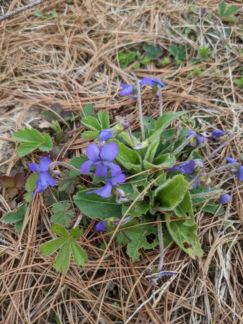 Fringed violet (Viola sagittata, Hort. Kew. 3: 287 (1789))