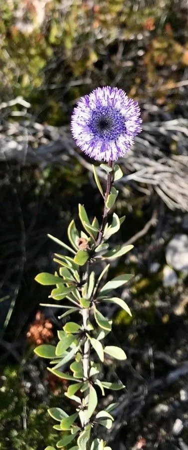 Alypo globe daisy (Globularia alypum, Sp. Pl.: 95 (1753))