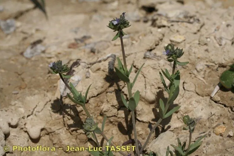 Corn toadflax (Linaria arvensis, Fl. Atlant. 2: 45 (1798))