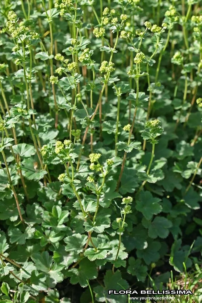 Silky lady’s mantle (Alchemilla glaucescens, ; 1840, 134, 1840)