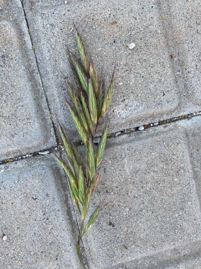 Mediterranean brome (Bromus lanceolatus, Catal. Bot. 1: 18 (1797))