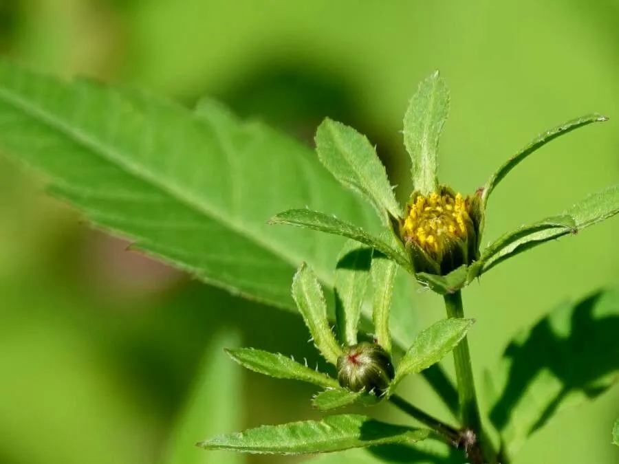 Beggar-ticks (Bidens frondosa, Sp. Pl.: 832 (1753))