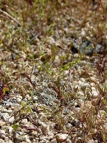 Arabian grass (Schismus arabicus, Fl. Afr. Austral. Ill.: 422 (1841))