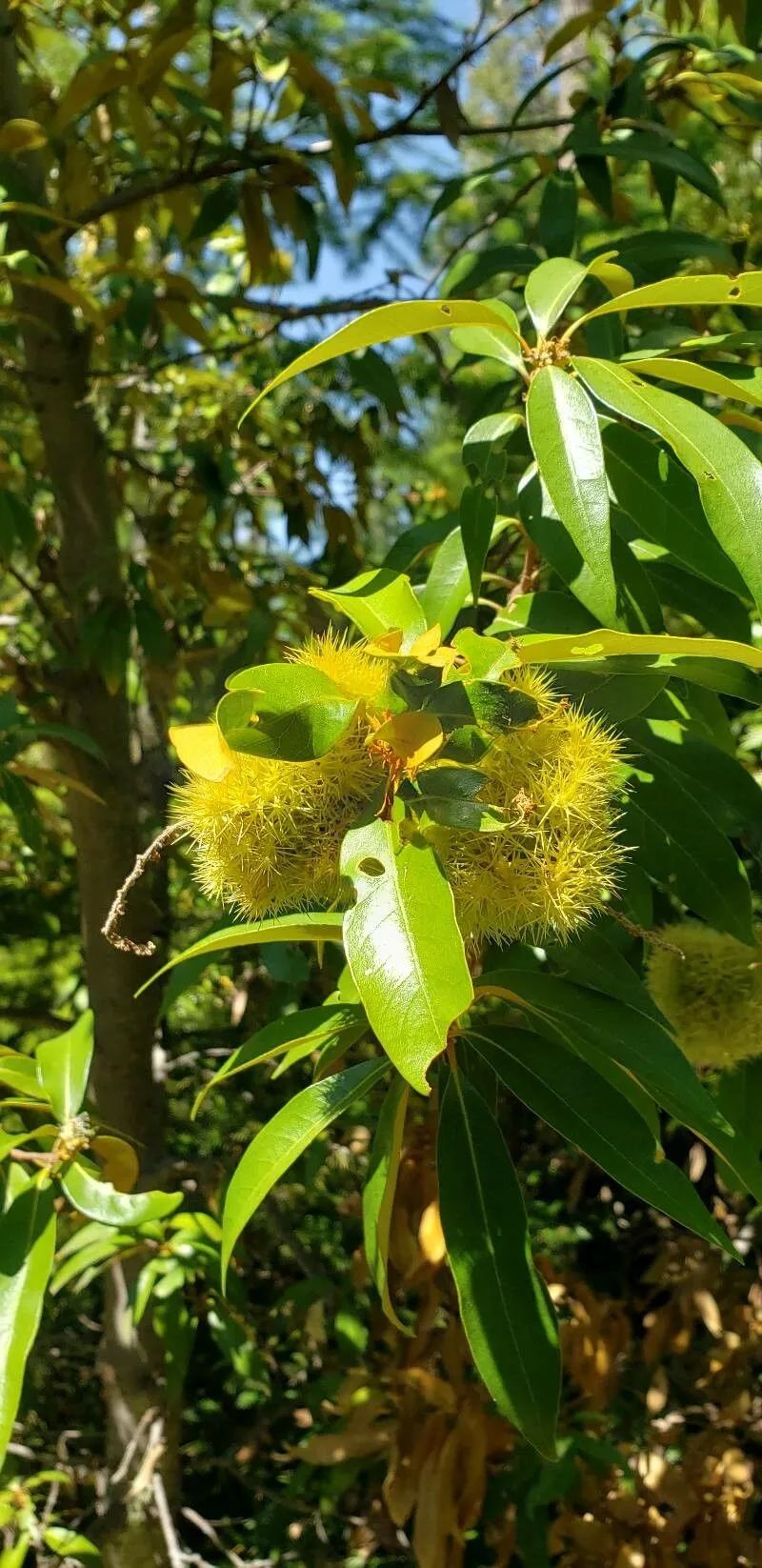 Golden-chestnut (Chrysolepis chrysophylla, Bot. Not. Suppl. 2, 1: 117 (1948))