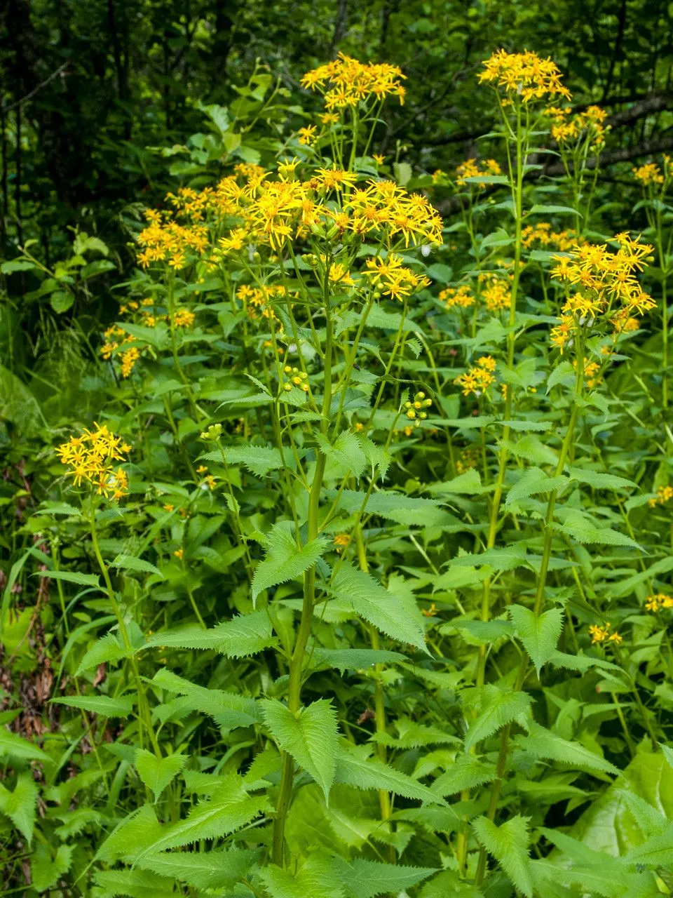 Arrowleaf butterweed (Senecio triangularis, Fl. Bor.-Amer. 1(suppl.): 332 (1834))