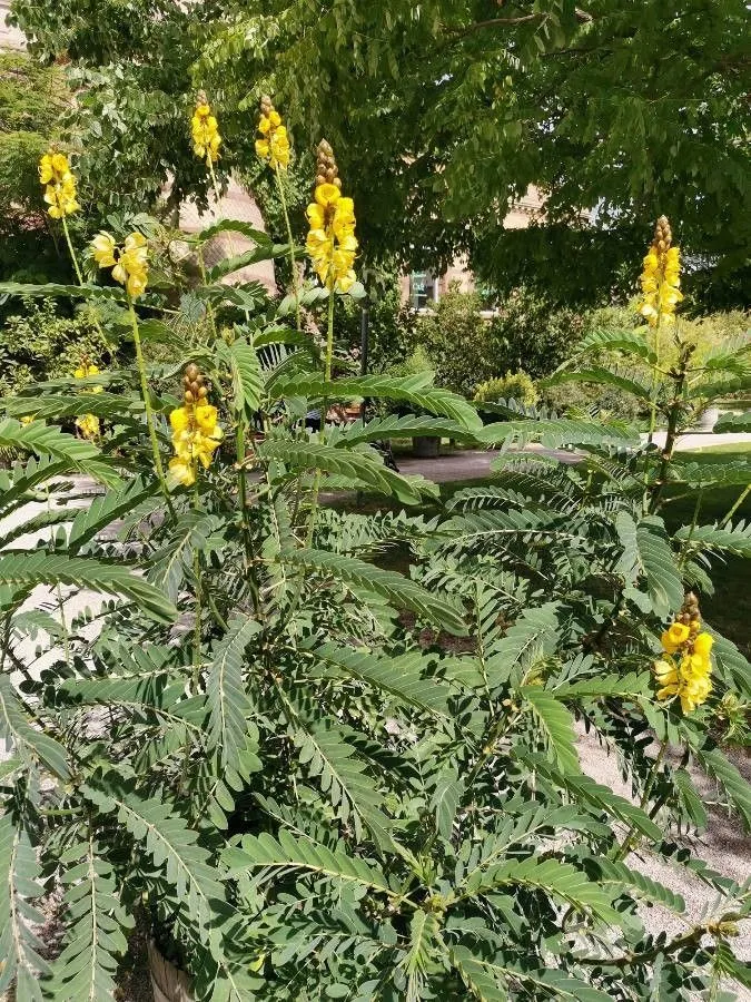 African senna (Senna didymobotrya, Mem. New York Bot. Gard. 35: 467 (1982))