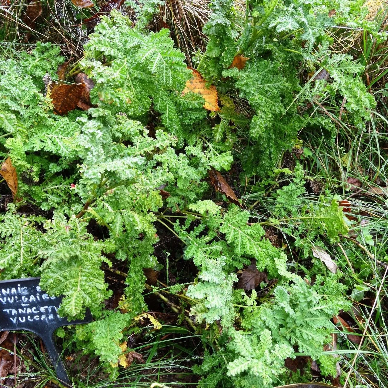 Long-beaked yellow lousewort (Pedicularis tuberosa, Sp. Pl.: 610 (1753))