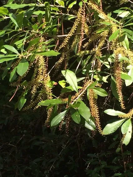 Black titi (Cyrilla racemiflora, Mant. Pl. 1: 50 (1767))