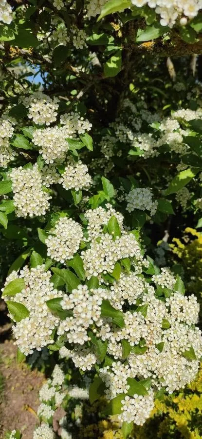 Oriental photinia (Pourthiaea villosa, Nouv. Arch. Mus. Hist. Nat. 10: 147 (1874))