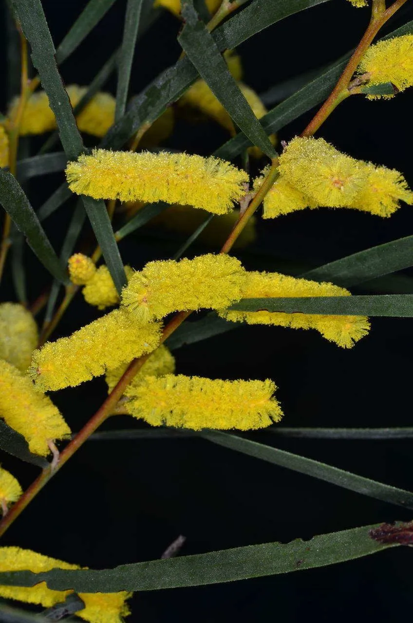 Brown lancewood (Acacia doratoxylon, B.Field, Geogr. Mem. New South Wales: 345 (1825))