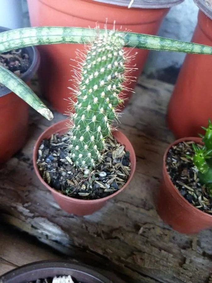 Jumping cholla (Cylindropuntia fulgida, Nye kaktusbog: 131 (1930))