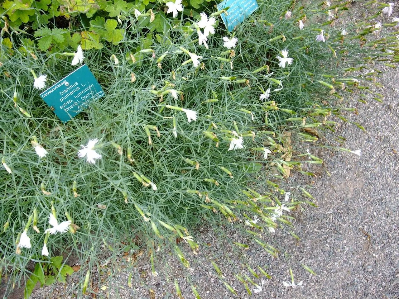 Clove pink (Dianthus plumarius, Sp. Pl.: 411 (1753))