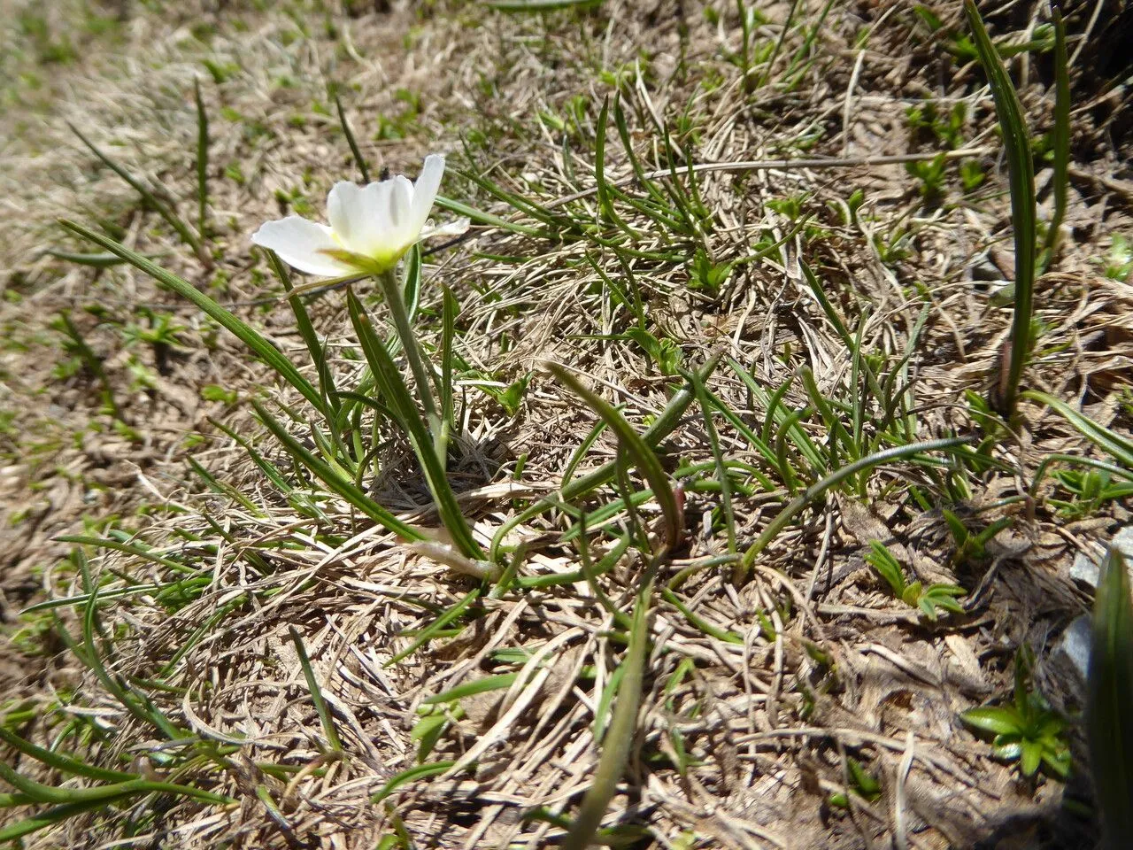 Pyrenean buttercup (Ranunculus pyrenaeus, Mant. Pl. 2: 248 (1771))