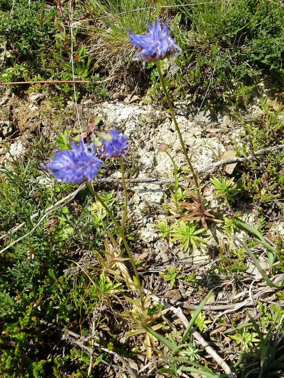 Smooth sheepsbit (Jasione laevis, Fl. Franç. 2: 3 (1779))