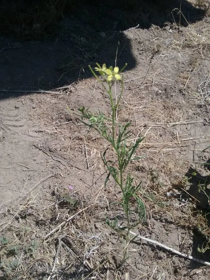 Tansy mustard (Descurainia pinnata, Mem. Torrey Bot. Club 5: 173 (1894))