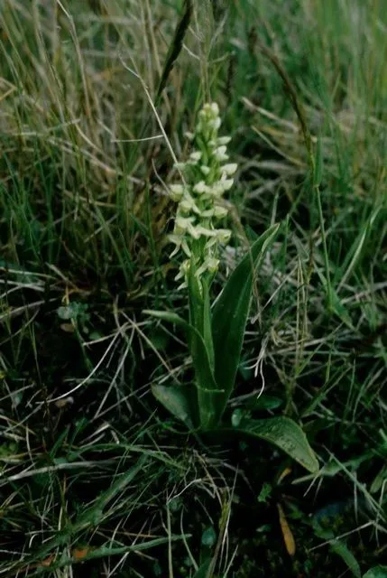 Northern green orchid (Platanthera hyperborea, Gen. Sp. Orchid. Pl.: 287 (1835))