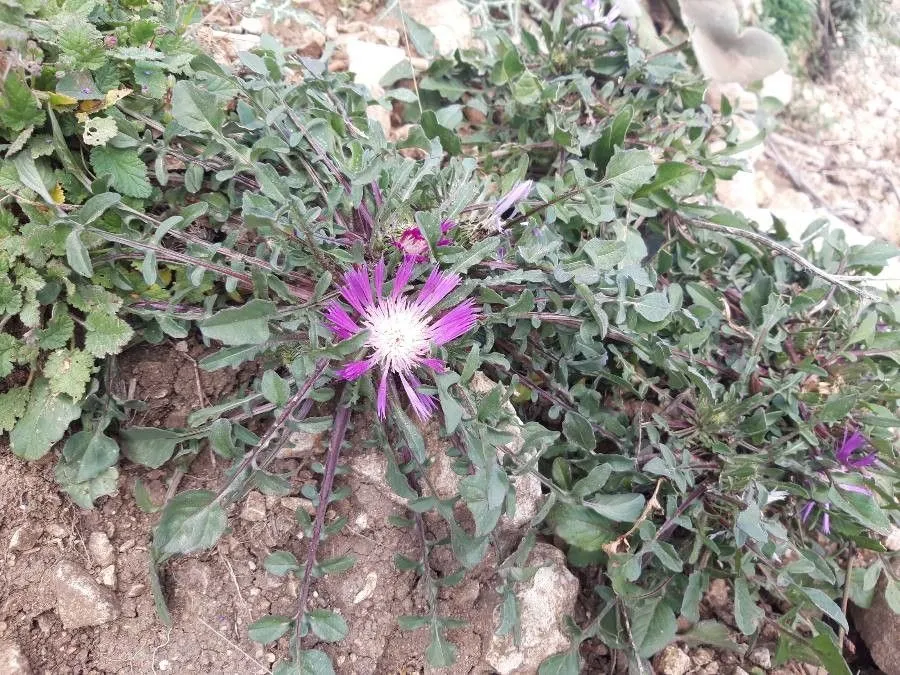 Purple knapweed (Centaurea pullata, Sp. Pl.: 911 (1753))