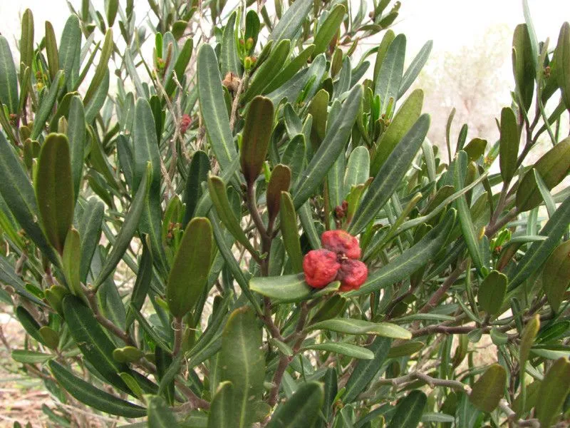 Spurge olive (Cneorum tricoccon, Sp. pl. 1:34. 1753)