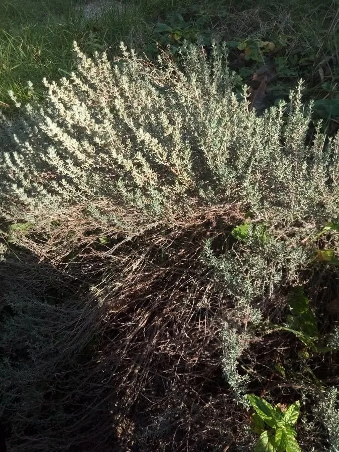 Garden thyme (Thymus vulgaris, Sp. Pl.: 591 (1753))