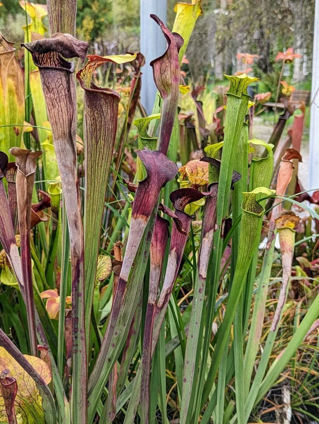 Yellow-trumpets (Sarracenia alata, Leaves Flowers: 157 (1863))