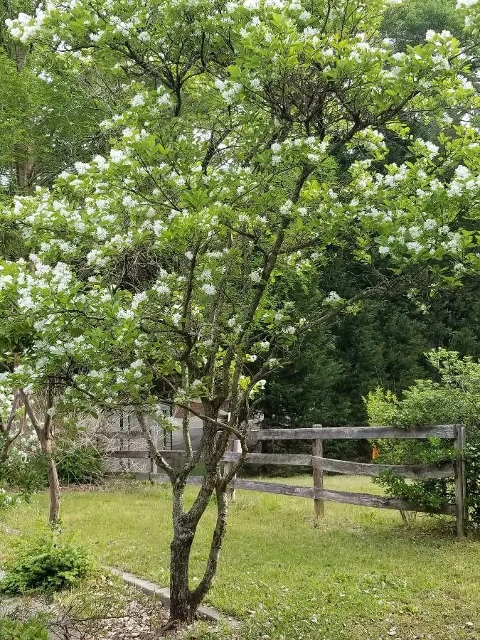 American fringetree (Chionanthus virginicus, Sp. Pl.: 8 (1753))