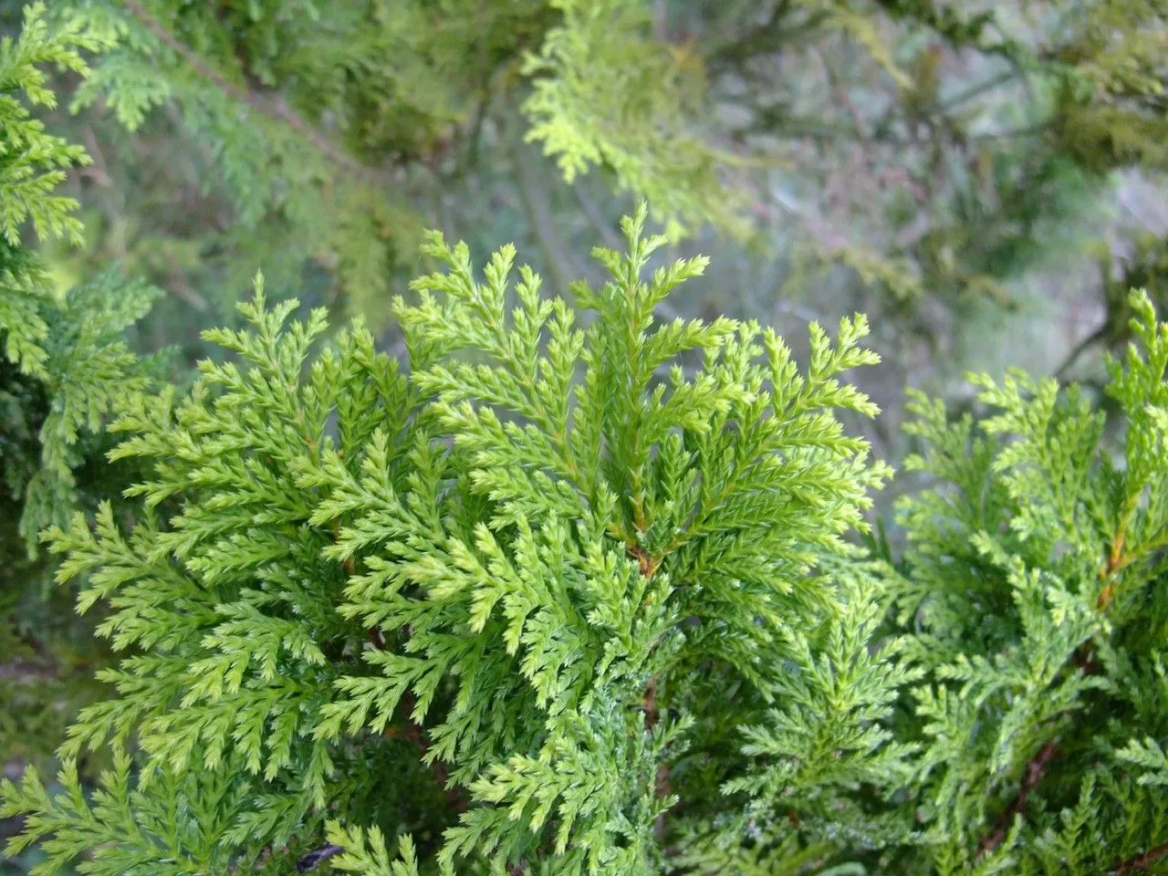 Sawara-cypress (Chamaecyparis pisifera, Syn. Conif.: 64 (1847))