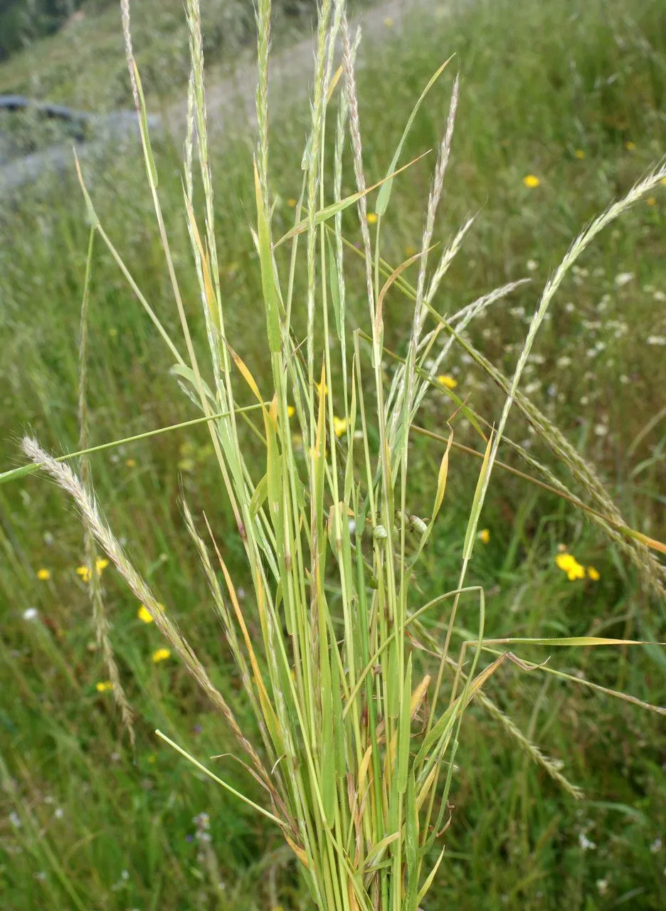 Fragile oat (Gaudinia fragilis, Ess. Agrostogr.: 95 (1812))