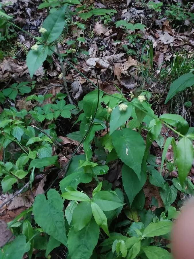 Bursting-heart (Euonymus americanus, Sp. Pl.: 197 (1753))