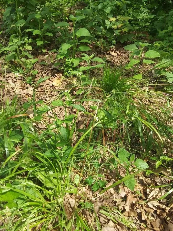 Rough avens (Geum laciniatum, Novi Comment. Soc. Regiae Sci. Gott. 5: 30 (1775))