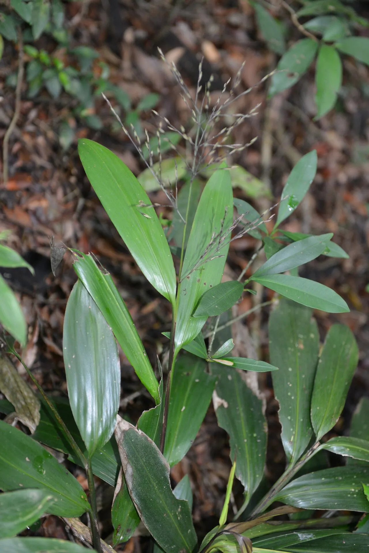 Creeping leafstalk grass (Pharus lappulaceus, Hist. Pl. Guiane: 859 (1775))